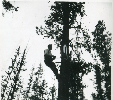 1945 Tree climber