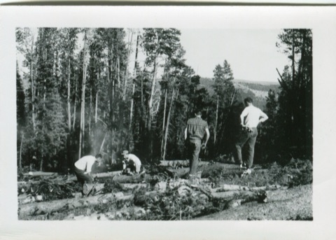 1960s Men Sawing Trees during summer