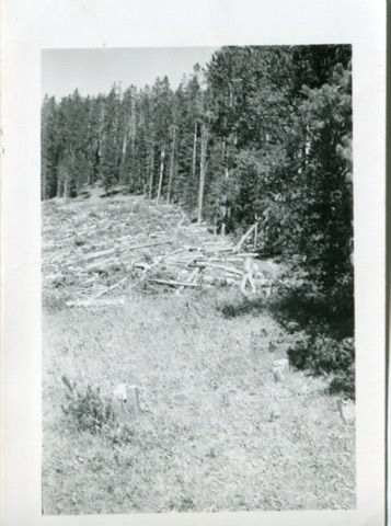 1960s Tree clearing