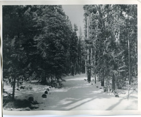 1960s Winter Forest