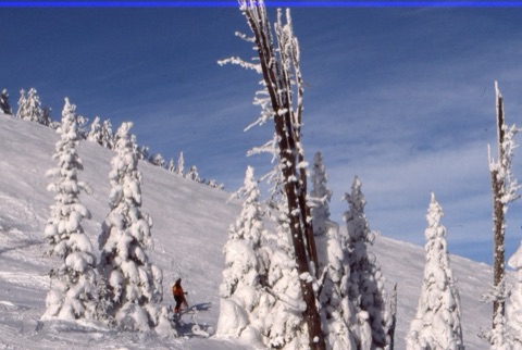 1990s Scenic Trees with unknown ski patroller