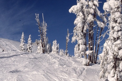 1990s Scenic blue bird powder at Showdown