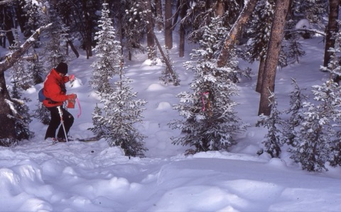 1990s unknown Ski Patrol roping avalanche off