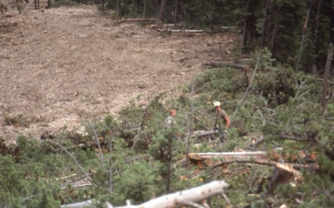 1990s unknown men clearing trees on new run
