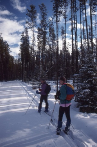 1990s unknown people cross country skiing in trees
