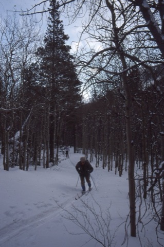 1990s unknown person cross country skiing in trees