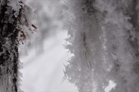 2009 Beautiful Ice Crystals On Trees