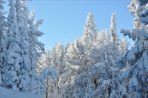 2010 Frosty Trees