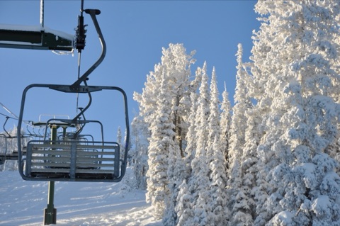 2010 Snow covered trees