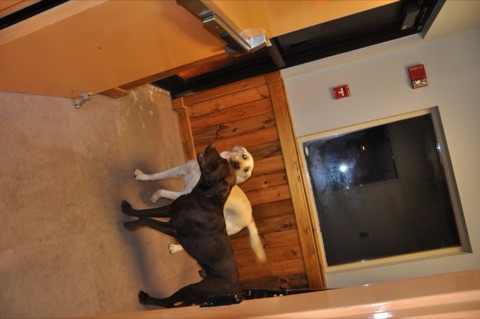 2010 Tank and Zephyr playing