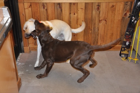 2010 Tank and Zephyr playing2