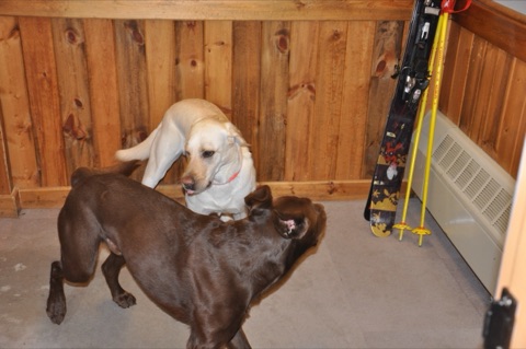 2010 Tank and Zephyr playing4