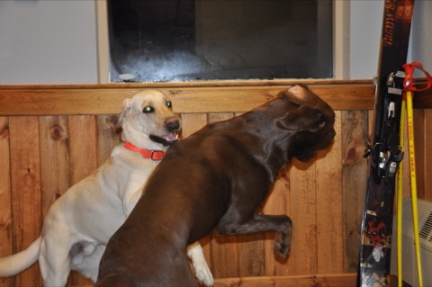 2010 Tank and Zephyr playing5