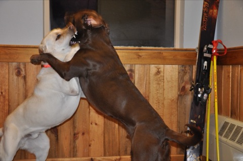 2010 Tank and Zephyr playing6