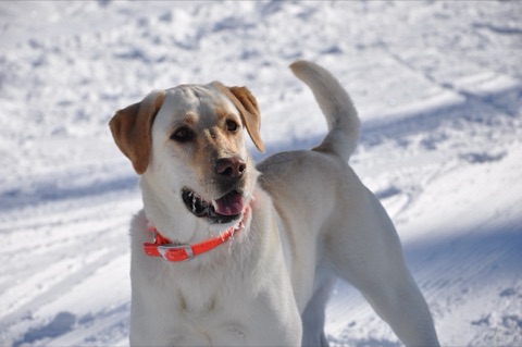 2010 Zephyr the Dog