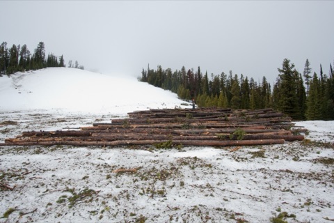 2011 Big Logs, snowcat hauling logs
