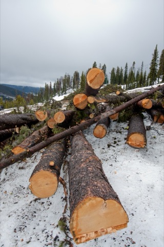 2011 Big Tree snowcat hauling logs