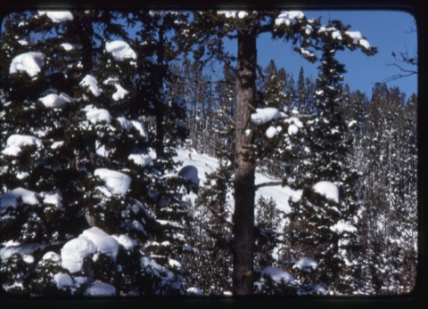 1970 Skier through the trees