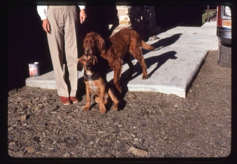 1981 Fred and Kelly the dogs