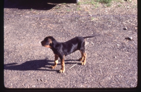 1981 Fred the dog as a puppy
