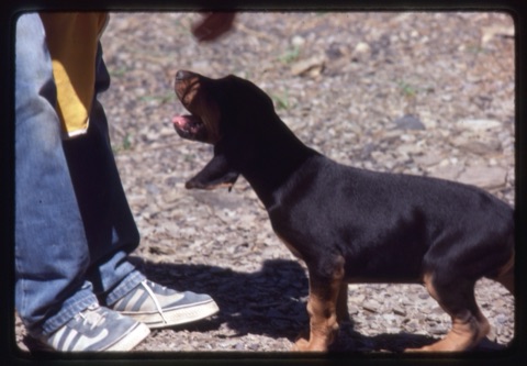 1981 Fred the dog as a puppy2