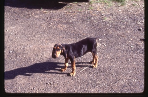1981 Fred the dog as a puppy3