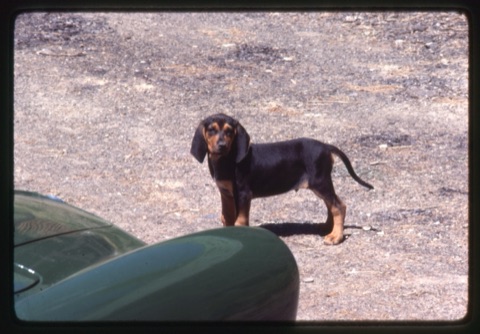 1981 Fred the dog as a puppy4