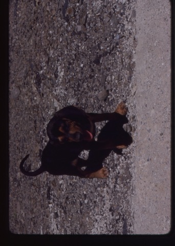 1981 Fred the dog as a puppy5