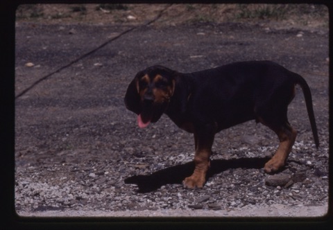 1981 Fred the dog as a puppy6