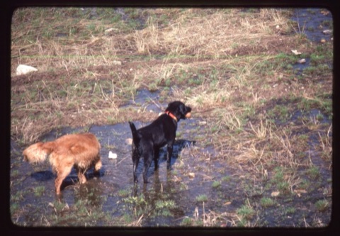 1982 Ben the dog and other dog in water