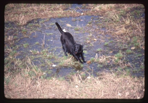 1982 Ben the dog in the water