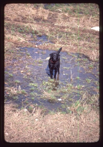 1982 Ben the dog playing in water