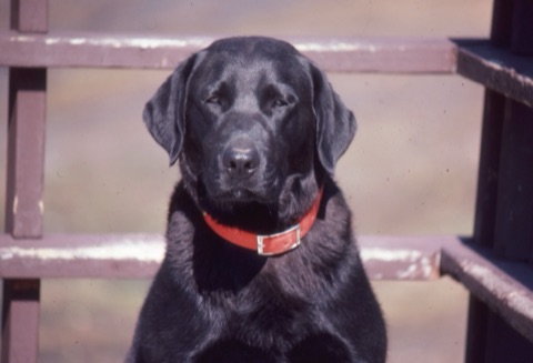 1982 Ben the dog1