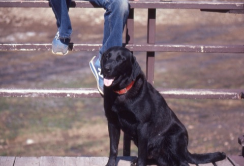 1982 Ben the dog2