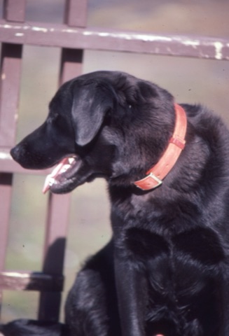 1982 Ben the dog3