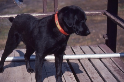 1982 Ben the dog4
