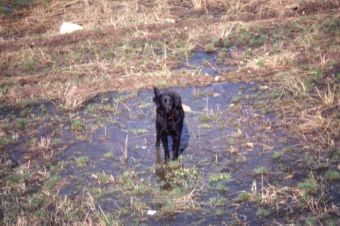 1982 Ben the Dog