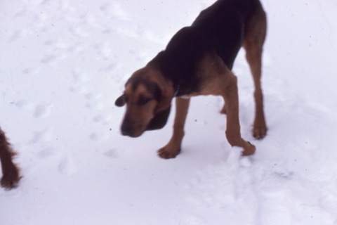1982 Moms dog?