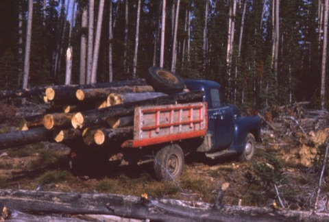 1965 (Feb 1966?) Moving Freshly cut trees