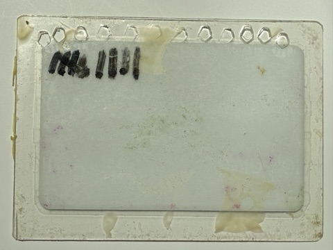1977-78 Harlan Cory back Season Pass