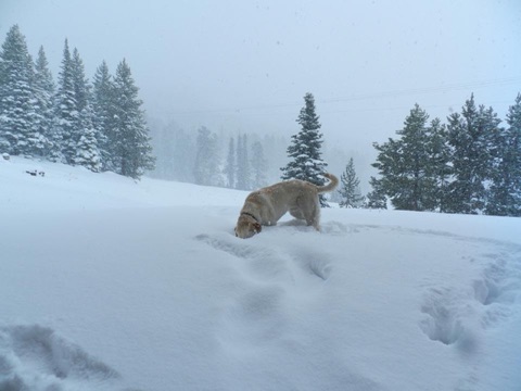 2012 After Season Snow, 24 inches overnight Facebook Post from 04-28-2012
