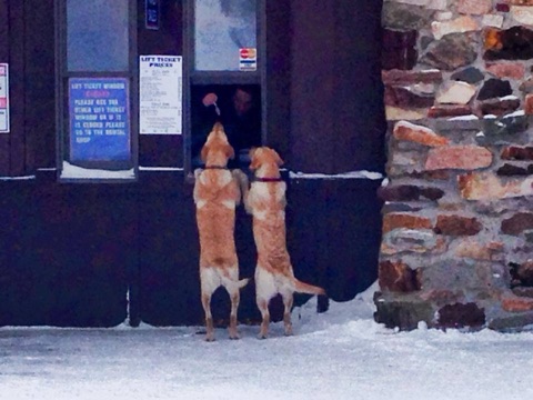 2015 National Dog Day 2015 Facebook Post from 08-26-2015