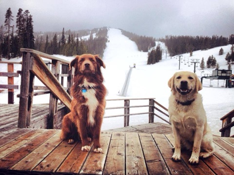 2015 National Dog Day 2015 Facebook Post from 08-26-2015