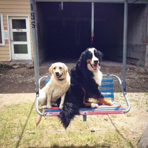 2015 National Dog Day 2015 Facebook Post from 08-26-2015