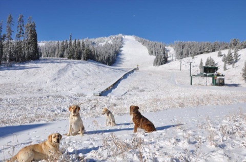 2015 National Dog Day 2015 Facebook Post from 08-26-2015