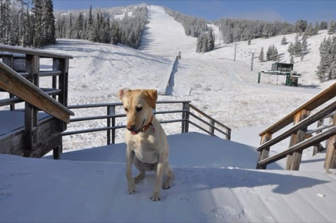 2015 National Dog Day 2015 Facebook Post from 08-26-2015
