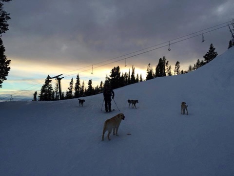 2015 National Dog Day 2015 Facebook Post from 08-26-2015