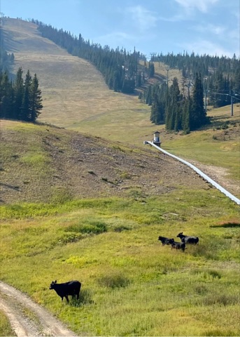 2021 The base area — Cows out in the base area! Facebook Post from 09-08-2021