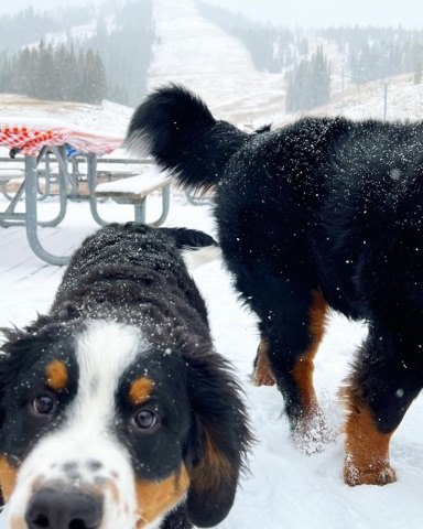 2021 Junior Boedecker, Archie Boedecker — The Lodge Deck — First Snow! Facebook Post from 10-11-2021