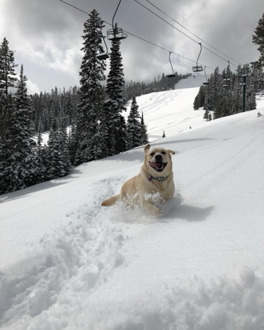 2025 Annie Gold — Yogo Headwall Facebook Post from 03-11-2025